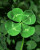 Dichondra 25pcs Four Leaf Clover Lucky Plant Seeds 25