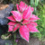 Dichondra Fresh 100 Pcs Aglaonema Spp Sansevieria Plant Seeds for Planting Dark Pink
