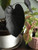 Dichondra Fresh 50 pcs Caladium Flower Seeds for Planting Black
