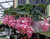 MITRAEE 100 Medinilla Magnifica Pink Flower Seeds