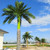 CHUXAY GARDEN Roystonea Regia Seed 20 Seeds Royal Palm Evergreen Tree Adding a Decorative Appeal Showy Display
