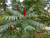 Rhus typhina Staghorn Sumac 500 Seeds