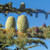 QAUZUY GARDEN 15 Pcs Cedar of Lebanon (Cedrus Libani) Lebanese Cedar Seeds Non-GMO Heirloom Tree Seeds Striking Perennial Accent Focal Plant Specimen Tree