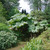 CHUXAY GARDEN Gunnera Manicata Seed 10 Seeds Giant Rhubarb Perennial Ornamental Herb Plant Adding a Decorative Appeal
