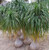 CHUXAY GARDEN 10 Seeds Beaucarnea Recurvata Seed,Pony Tail Palm,Ponytail Palm,Nolina Recurvata Evergreen Tree Showy Display Great for Garden
