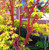CHUXAY GARDEN 5 Seeds Acer Palmatum 'Sango-Kaku' Seed,Coral Bark Maple,Japanese Maple Showy Coral Bark Large Deciduous Shrub Striking Landscaping Plant Easy to Grow & Maintain