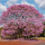 CHUXAY GARDEN 10 Seeds Handroanthus Impetiginosus,Pink Lapacho Seed,Pink Trumpet Tree Perfect Tropical Deciduous Tough Durable Tree Privacy Screen Plant