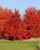 Acer Rubrum October Glory Red Maple Tree jocad (10 Seeds)