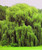 4 Weeping Willow Trees - Beautiful Arching Canopy - Grow 4 Golden Weeping Willow Trees