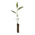 Sweetbay Magnolia | Small Tree Seedling | The Jonsteen Company