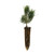 Mugo Pine | Small Tree Seedling | The Jonsteen Company