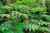 Dichondra 5pcs Tetrapanax papyrifera Steroidal Giant Plant Seeds