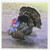 3dRose Wild Turkey - Greeting Cards, 6 x 6 inches, set of 6 (gc_4042_1)