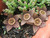 Dichondra 25pcs Stapelia Succulent Plant Seeds