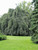 Silver Weeping Birch Tree White European Betula Pendula Alba jocad (50 Seeds)