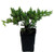 Japanese Juniper Bonsai Starter Tree - 2.5" Pot