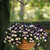 Outsidepride 15 Seeds Viola Pansy Cool Wave Violet Wing Spreading, Trailing Flower Seeds for Planting