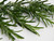 Rosemary Herb Seeds, 25 Count "COOL BEANS N SPROUTS" Brand. Heirloom. Non-GMO. Home Gardening.