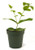 9GreenBox - Jasmine Maid of Orleans Plant - 4" Pot