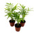 Neanthe Bella Palm 2 inch Set of 3 Chamaedorea elegans Bamboo Parlour Palm Tiny Mini Pixie Plants