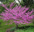 Eastern Redbud Tree Seedlings for Planting - Amazing Pink Spring Flowers - No Ship to California (2 Seelings)