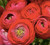 Red French Peony Ranunculus - Largest Size Corms 12