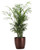 Thorsen's Greenhouse Parlor Palm Plant, Live Indoor Plant, Neanthe Bella Palm, 4" Diameter Pot, Classic Pot Cover (Copper)