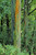 Posterazzi Hawaii Maui Hana Rainbow Eucalyptus Tree Trunk Poster Print, (11 x 17)