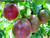 Passion Fruit "Possum Purple" Price Includes Four (4) Plants