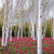 White Paper Birch Tree Seeds (Betula papyrifera) 50+Seeds