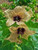 200 HENBANE (Stinking Nightshade / Black Henbane) Hyoscyamnus Niger Flower Seeds 200 HENBANE (Stinking Nightshade / Black Henbane) Hyoscyamnus Niger Flower Seeds