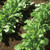 Astro Arugula Seeds - Heirloom Leaf Garden Planting - Non GMO