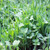 Garden Cover Crop Mix Seeds - Blend of Gardening Cover Crop Seeds: Hairy Vetch, Winter Peas, Forage Collards, Winter Rye, Crimson Clover, More (1 Lb Pouch)