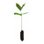 Pin Oak | Medium Tree Seedling | The Jonsteen Company