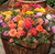Rare Varieties Portulaca Grandiflora Seeds Moss-Rose Purslane Seeds Mixed Color 2000Pcs Rare Varieties Portulaca Grandiflora Seeds Moss-Rose Purslane Seeds Mixed Color 2000Pcs