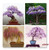 Bonsai Tree 10+ Wisteria Tree Seeds Highly Prized Flowering Bonsai, Wisteria sinensis