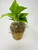Golden Devil's Ivy - Pothos - Epipremnum - 4.5" Basket Moss Pot -
