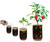 Trinidad Scorpion Chili Magic Plant Growing Kit