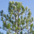 National Plant Network AZ7754 AZ7191 Longleaf Pine Tree Live Plant, Medium, Green