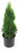 Live plant from Green Promise Farms Thuja occidentalis 'Smargd' Emerald Green Arborvitae Evergreen, 3 Size Container