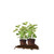 PERFECT PLANTS Chicago Hardy Live Plant, 1 Gallon - 2 Pack, Includes Care Guide