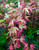 Beni Schichihenge Variegated Japanese Maple 1 - Year Live Plant