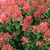 Ruby Slippers Dwarf Oakleaf Hydrangea Bush Plant Tree Live Shrub in Pot, Starter Plant