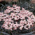 Green Promise Farms Sambucus NIGRA `Black LACE` (Elderberry) Shrub, 3-Size Container, Pink Flowers