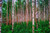 Jigsaw Puzzle for Adults Finland Birch Trees Puzzle 1000 Piece Wooden Travel Souvenir
