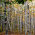 White Birch Tree Seeds (Betula papyrifera) Packet of 20 Seeds