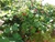 5 Triple Crown BlackBerry Plants (Bareroot) (5)