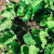 Organic Seeds Burdock Root Seeds (~50): Certified Organic, Non-GMO, Heirloom, Open Pollinated Seeds
