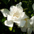 Southern Living Plant Collection 2096Q 2.5 Qt - Jubilation Gardenia Blooming Shrub, Quart, White, Green