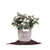 PERFECT PLANTS White Drift Rose Live Plant, 3 Gallon, Includes Care Guide